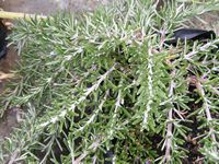  Rosmarinus officinalis ‘Silver fox’